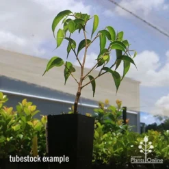 Ficus Benjamina Midnight Beauty - Weeping Fig -Foliage Flair Shop apo midnight beauty ficus tubestock2