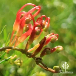 Grevillea Mini Marvel -Foliage Flair Shop apo mini marvel bud