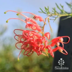 Grevillea Mini Marvel -Foliage Flair Shop apo mini marvel flower opening