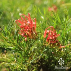 Grevillea Mini Marvel -Foliage Flair Shop apo mini marvel flowers closeup