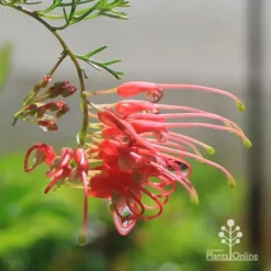 Grevillea Mini Marvel -Foliage Flair Shop apo mini marvel grevillea flower closeup