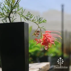 Grevillea Mini Marvel -Foliage Flair Shop apo mini marvel grevillea tubestock closeup