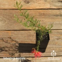 Grevillea Mini Marvel -Foliage Flair Shop apo mini marvel grevillea tubestock top in flower