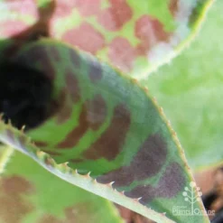 Mangave Mission To Mars - Succulent -Foliage Flair Shop apo mission to mars closeup