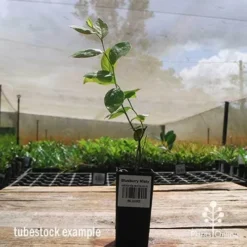 Blueberry Misty -Foliage Flair Shop apo misty tubestock side