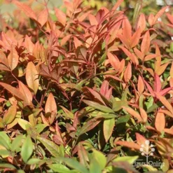 Nandina Moonbay -Foliage Flair Shop apo moonbay winter colours