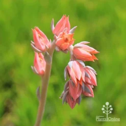 Echeveria Morning Beauty - Succulent -Foliage Flair Shop apo morning beauty flowerstem