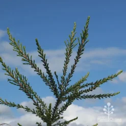 Leptospermum Liversidgei Mozzie Blocker -Foliage Flair Shop apo mozzie blocker blue sky