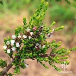 Leptospermum Liversidgei Mozzie Blocker -Foliage Flair Shop apo mozzie blocker flowering stem