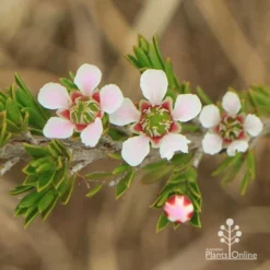 Leptospermum Liversidgei Mozzie Blocker -Foliage Flair Shop apo mozzie blocker flowers closeup