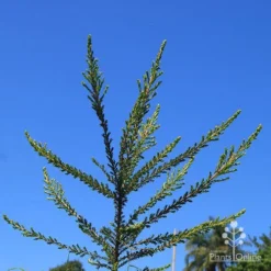 Leptospermum Liversidgei Mozzie Blocker -Foliage Flair Shop apo mozzie blocker habit