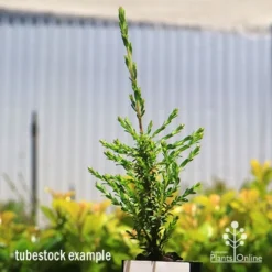 Leptospermum Liversidgei Mozzie Blocker -Foliage Flair Shop apo mozzie blocker tubestock