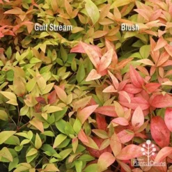 Nandina Gulf Stream -Foliage Flair Shop apo nandina gulf stream v blush january