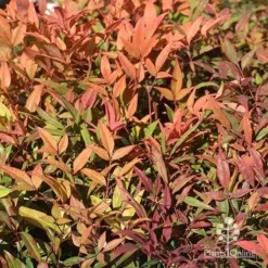 Nandina Moonbay -Foliage Flair Shop apo nandina moonbay winter colours