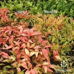 Nandina Moonbay -Foliage Flair Shop apo nandina nana v moonbay january