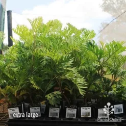 Grevillea Ned Kelly 21 Grevillea Ned Kelly -Foliage Flair Shop apo ned kelly dec large