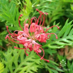 Grevillea Ned Kelly 22 Grevillea Ned Kelly -Foliage Flair Shop apo ned kelly flower and leaf