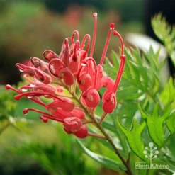 Grevillea Ned Kelly 18 Grevillea Ned Kelly -Foliage Flair Shop apo ned kelly flower leaf