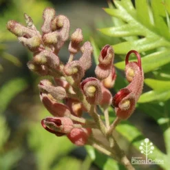 Grevillea Ned Kelly 20 Grevillea Ned Kelly -Foliage Flair Shop apo ned kelly flowerbud