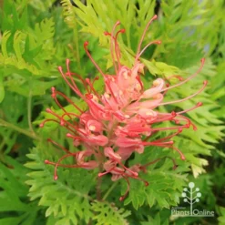 Grevillea Ned Kelly 25 Grevillea Ned Kelly -Foliage Flair Shop apo ned kelly grevillea flower open