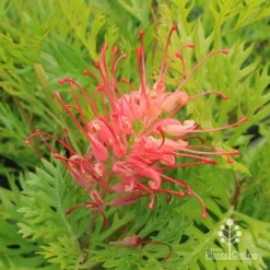 Grevillea Ned Kelly 16 Grevillea Ned Kelly -Foliage Flair Shop apo ned kelly grevillea flower2