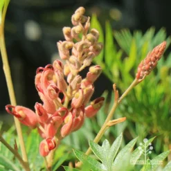 Grevillea Ned Kelly 24 Grevillea Ned Kelly -Foliage Flair Shop apo ned kelly grevillea flowerbud