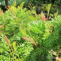 Grevillea Ned Kelly 19 Grevillea Ned Kelly -Foliage Flair Shop apo ned kelly grevillea plants