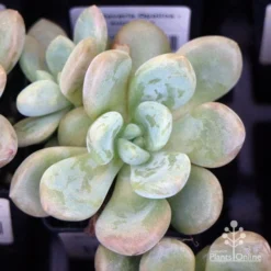 Graptoveria Opalina - Succulent -Foliage Flair Shop apo opalina