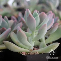 Graptoveria Opalina - Succulent -Foliage Flair Shop apo opalina colour shade