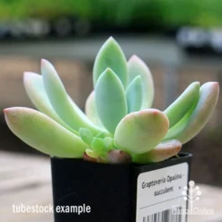 Graptoveria Opalina - Succulent -Foliage Flair Shop apo opalina tubestock colours