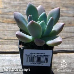 Graptoveria Opalina - Succulent -Foliage Flair Shop apo opalina tubestock 1