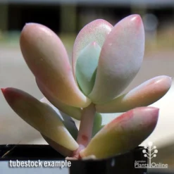 Graptoveria Opalina - Succulent -Foliage Flair Shop apo opalina tubestock 2