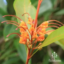 Grevillea Orange Marmalade 29 Grevillea Orange Marmalade -Foliage Flair Shop apo orange marmalade flower closeup