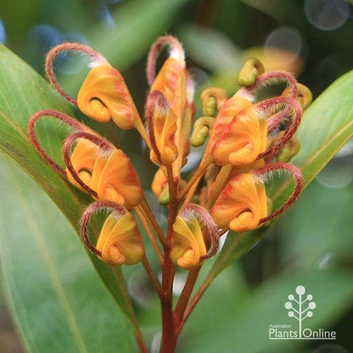 Grevillea Orange Marmalade 7 Grevillea Orange Marmalade - Image 7