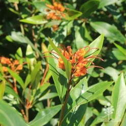 Grevillea Orange Marmalade 21 Grevillea Orange Marmalade -Foliage Flair Shop apo orange marmalade flowering