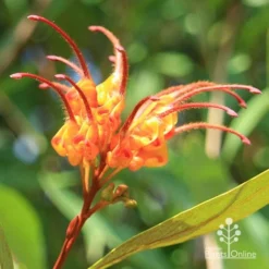 Grevillea Orange Marmalade 34 Grevillea Orange Marmalade -Foliage Flair Shop apo orange marmalade grevillea flower opening