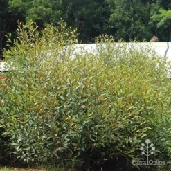 Grevillea Orange Marmalade 33 Grevillea Orange Marmalade -Foliage Flair Shop apo orange marmalade in nursery