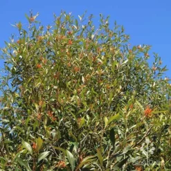 Grevillea Orange Marmalade 22 Grevillea Orange Marmalade -Foliage Flair Shop apo orange marmalade nursery bank2