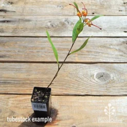 Grevillea Orange Marmalade 32 Grevillea Orange Marmalade -Foliage Flair Shop apo orange marmalade tubetock flowering