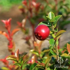 Syzygium Orange Twist - Lilly Pilly -Foliage Flair Shop apo orange twist berry