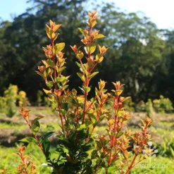 Syzygium Orange Twist - Lilly Pilly -Foliage Flair Shop apo orange twist nursery