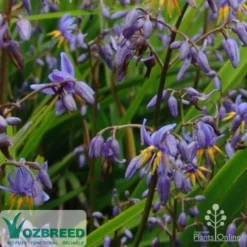 Dianella Little Jess