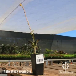 Kalanchoe Tomentosa – Panda Plant - Succulent -Foliage Flair Shop apo panda plant tubestock tall