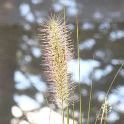 Pennisetum Alopecuroides - Swamp Fountain Grass -Foliage Flair Shop apo pennisetum alopec awn 2