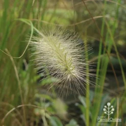 Pennisetum Alopecuroides - Swamp Fountain Grass -Foliage Flair Shop apo pennisetum alopec awn