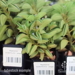 Peperomia Dolabriformis - Prayer Pepper - Succulent -Foliage Flair Shop apo peperomia dolab tubestock
