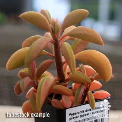 Peperomia Dolabriformis - Prayer Pepper - Succulent -Foliage Flair Shop apo peperomia dolabriformis winter colour