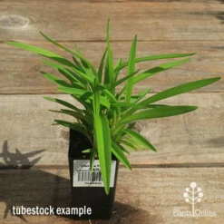 Dianella Petite Marie 13 Dianella Petite Marie -Foliage Flair Shop apo petite marie dianella tubestock top