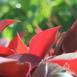 Philodendron Prince Of Orange 11 Philodendron Prince Of Orange -Foliage Flair Shop apo philo prince of orange leaf