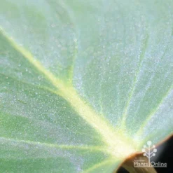 Philodendron Gloriosum - Velvet Philodendron -Foliage Flair Shop apo philodendron gloriosum glittery